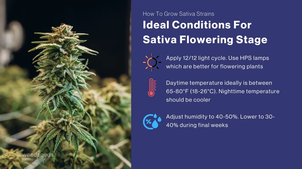Ideal Conditions For Sativa Flowering Stage